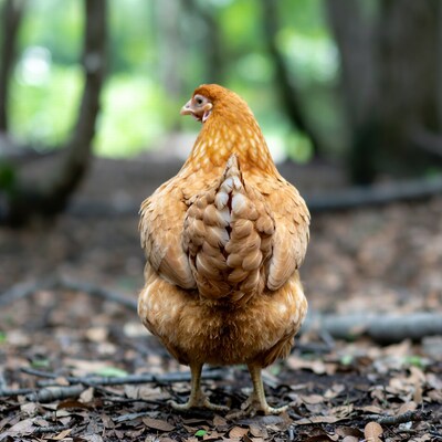 Buff Orpington Hen in Forest