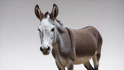 Gray donkey on white background