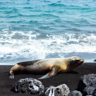 Sea lion on black sand beach