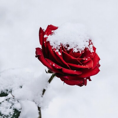 Red Rose Covered in Snow