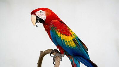 Colorful Scarlet Macaw on Perch