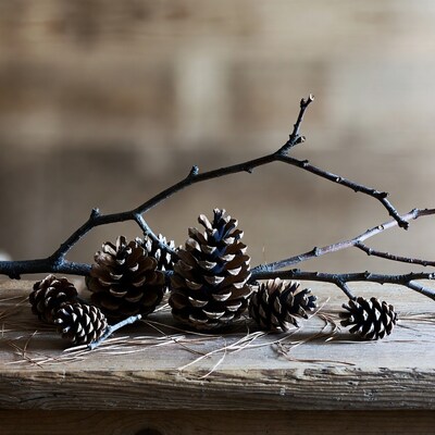 Pine Cones on Wooden Surface