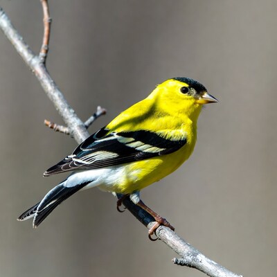 American Goldfinch perched on branch
