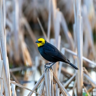 Yellow-headed Blackbird on reeds