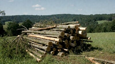 Stack of logs in grassy field