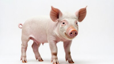 Cute pink piglet on white background