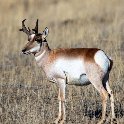 Pronghorn antelope standing in dry grass