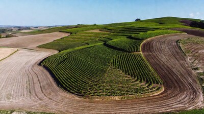 Aerial View of Terraced Vineyards