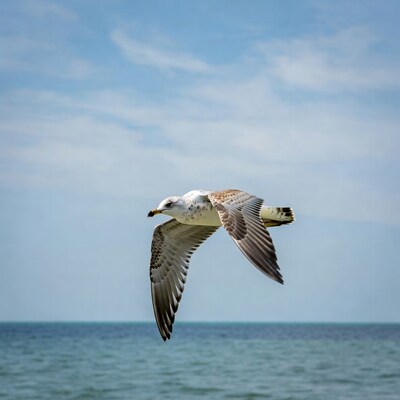 Seagull flying over ocean