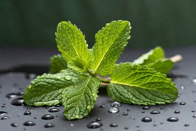 Fresh Mint Leaves with Water Droplets
