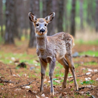 Baby Roe Deer in Forest