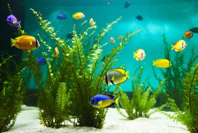 Colorful Angelfish in Aquarium