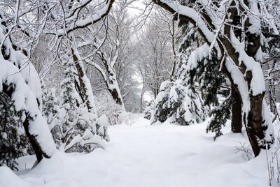 Snowy Forest Path with Trees