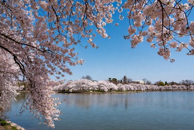 Cherry Blossoms Framing Tidal Basin