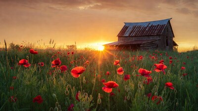 Rusty Barn in Poppy Field at Sunset