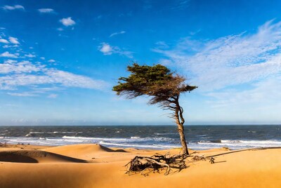 Lonely pine tree on beach dunes