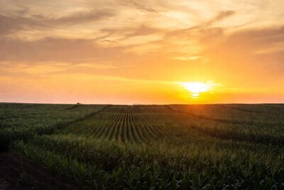 Sunset over cornfield rows