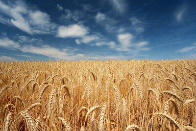 Golden wheat field under blue sky
