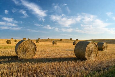 Hay bales in golden field