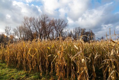 Golden cornfield with bare trees
