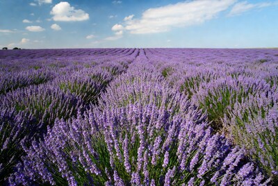 Lavender Field Under Blue Sky