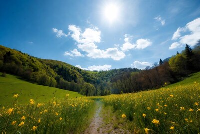 Sunny path through yellow flower valley