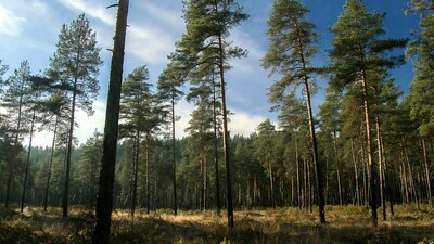 Tall pine trees in sunny forest