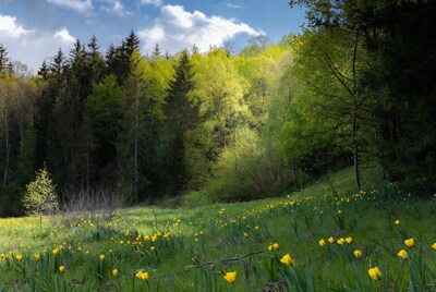 Yellow Daffodils in Forest Meadow