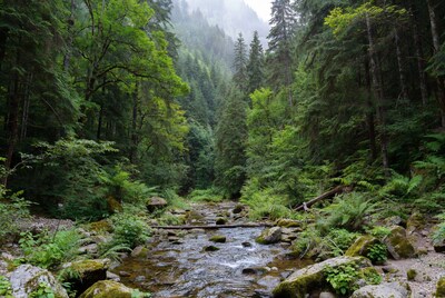Forest Stream with Mossy Rocks