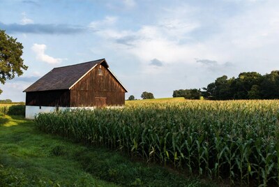 Wooden barn by cornfield