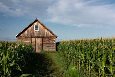 Wooden Barn in Corn Field