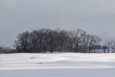 Bare trees on snowy field