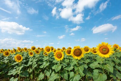 Sunflower field under blue sky