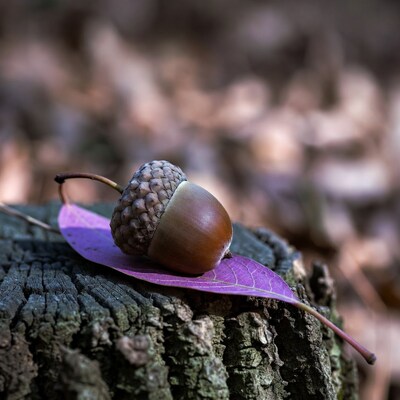 Acorn on purple leaf stump