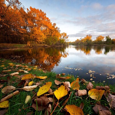 Autumn River with Orange Trees Reflection