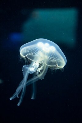 Translucent jellyfish floating in dark water