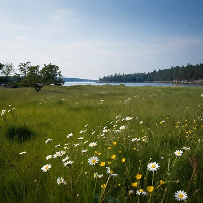Daisies in grassy field by lake