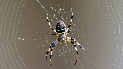 Garden Spider on Web