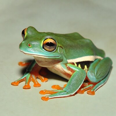 Red-eyed tree frog closeup