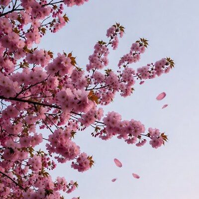 Cherry Blossom Branches with Falling Petals