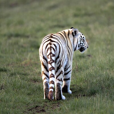 White tiger standing in grass