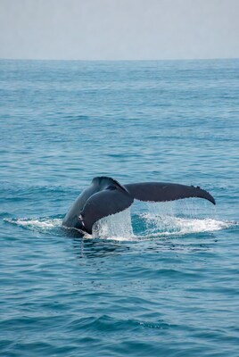 Humpback whale tail slapping ocean