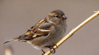 House Sparrow perched on bamboo