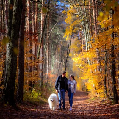 Couple walking Samoyed autumn forest path