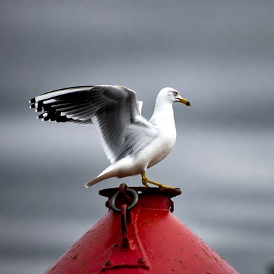 White seagull perched on red buoy