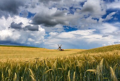 Windmill in golden wheat field