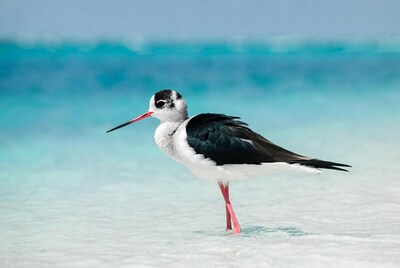 Black-necked Stilt standing in shallow water