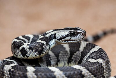 Coiled Albino Rat Snake