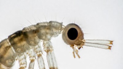 Closeup mosquito head macro photo