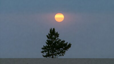 Silhouetted Pine Tree Before Orange Sun